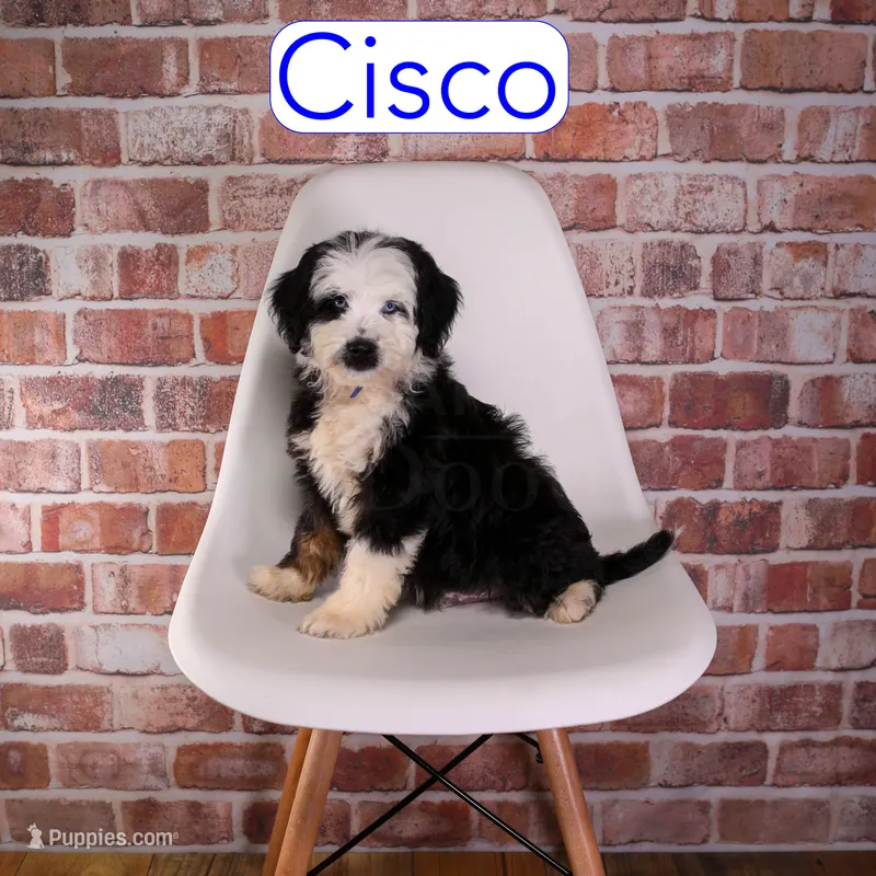 Cisco – Miniature Bernedoodle, Miniature Aussiedoodle puppy for sale in Calhoun, GA