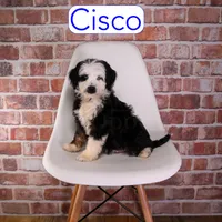 Cisco, a male Miniature Bernedoodle and Miniature Aussiedoodle for sale in Calhoun, GA – 1 of 2