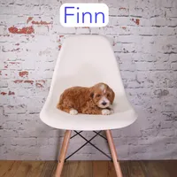 Finn, a male Miniature Goldendoodle for sale in Calhoun, GA – 3 of 4