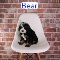 Bear, a male Miniature Bernedoodle and Miniature Aussiedoodle for sale in Calhoun, GA – 2 of 2