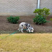 Basil, a female Sheepadoodle for sale in Calhoun, GA – 5 of 5