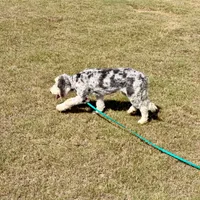 Basil, a female Sheepadoodle for sale in Calhoun, GA – 4 of 5