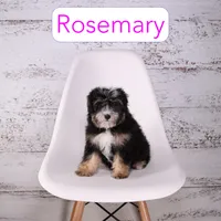Rosemary, a female Miniature Bernedoodle and Miniature Aussiedoodle for sale in Calhoun, GA – 2 of 2