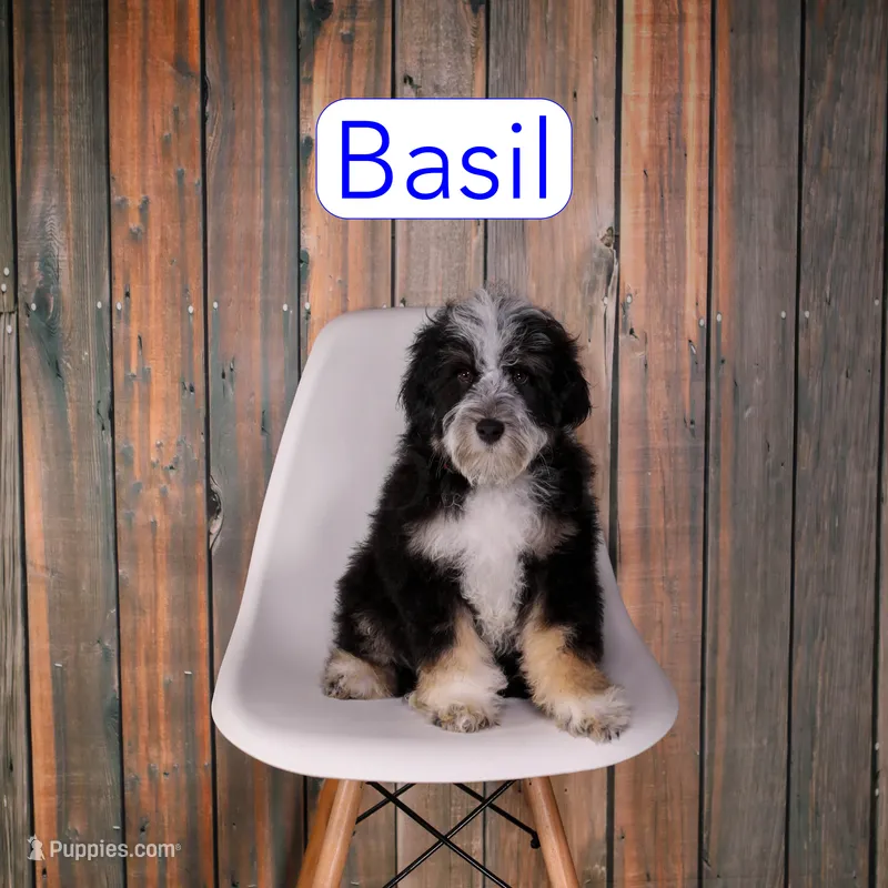 Basil – Miniature Bernedoodle, Miniature Aussiedoodle puppy for sale in Calhoun, GA