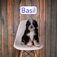 Basil, a male Miniature Bernedoodle and Miniature Aussiedoodle for sale in Calhoun, GA – 1 of 1