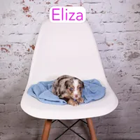 Eliza, a female Aussiedoodle and Cavapoo for sale in Calhoun, GA – Photo 2 of 2