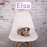 Eliza, a female Aussiedoodle and Cavapoo for sale in Calhoun, GA – Photo 1 of 2
