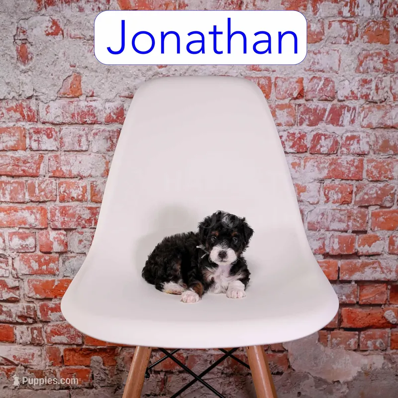 Jonathan – Miniature Bernedoodle puppy for sale in Calhoun, GA