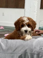Patrick, a male Miniature Goldendoodle for sale in Calhoun, GA – 2 of 5