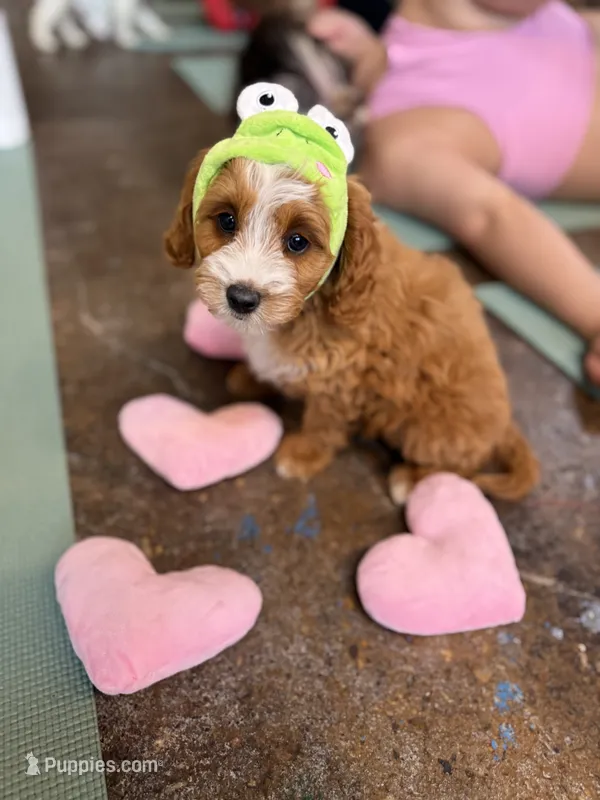 Alfie  – Cavapoo puppy for sale in Calhoun, GA