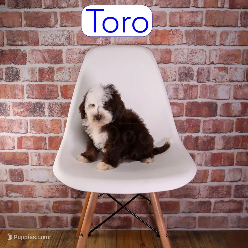 Toro – Miniature Bernedoodle, Miniature Aussiedoodle puppy for sale in Calhoun, GA