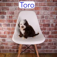 Toro, a male Miniature Bernedoodle and Miniature Aussiedoodle for sale in Calhoun, GA – 1 of 2