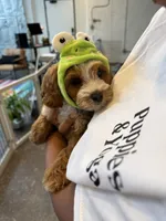 Alfie , a male Cavapoo for sale in Calhoun, GA – 4 of 5