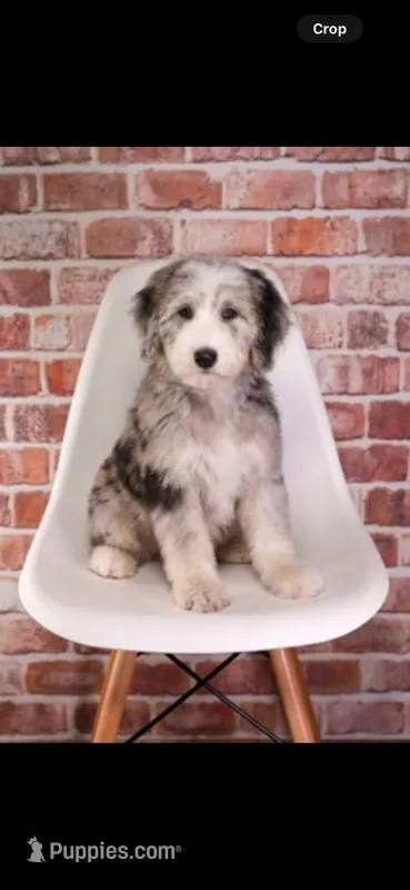 Basil – Sheepadoodle puppy for sale in Calhoun, GA