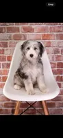 Basil, a female Sheepadoodle for sale in Calhoun, GA – 1 of 1