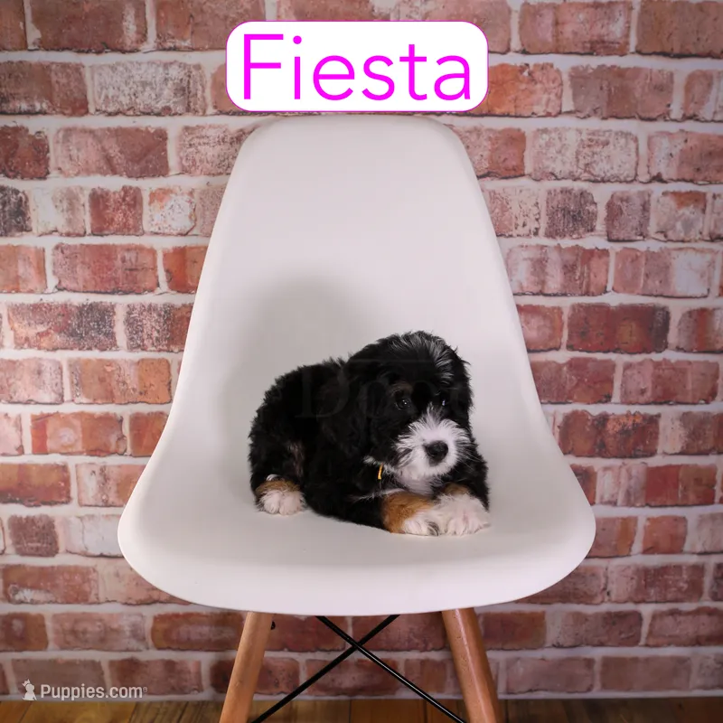 Fiesta – Miniature Bernedoodle, Miniature Aussiedoodle puppy for sale in Calhoun, GA
