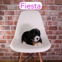 Fiesta, a female Miniature Bernedoodle and Miniature Aussiedoodle for sale in Calhoun, GA – 1 of 2