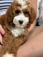 Patrick, a male Miniature Goldendoodle for sale in Calhoun, GA – 4 of 5
