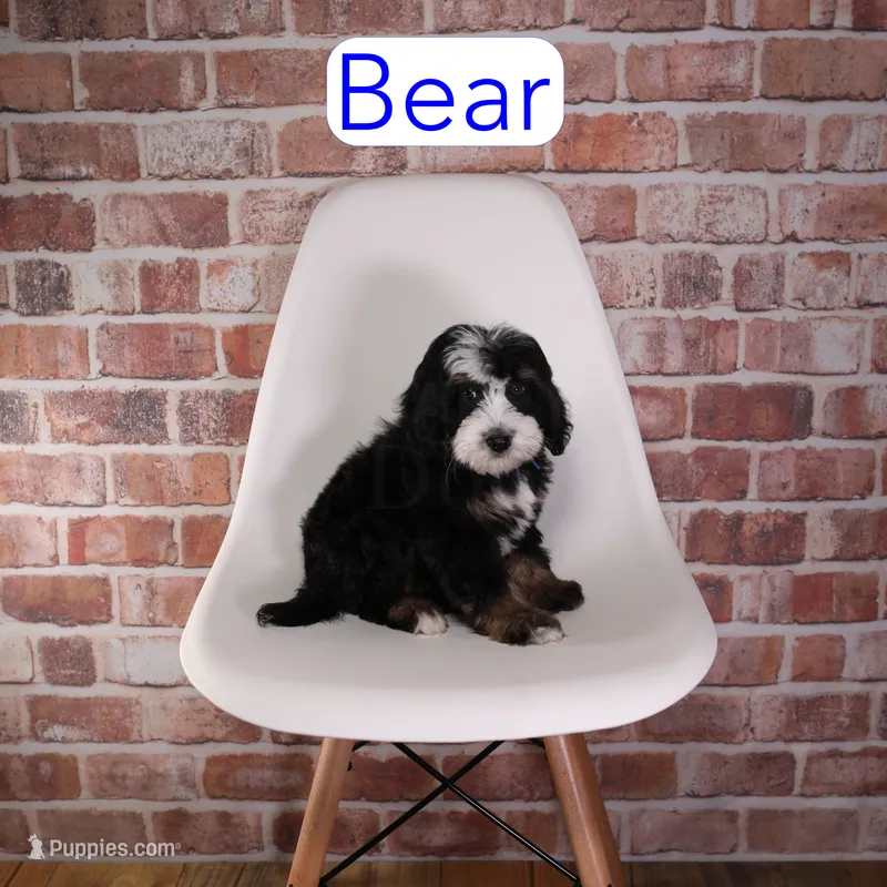 Bear – Miniature Bernedoodle, Miniature Aussiedoodle puppy for sale in Calhoun, GA