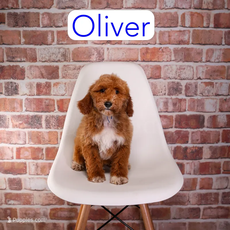 Oliver – Miniature Goldendoodle puppy for sale in Calhoun, GA