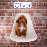 Oliver, a male Miniature Goldendoodle for sale in Calhoun, GA – 1 of 2