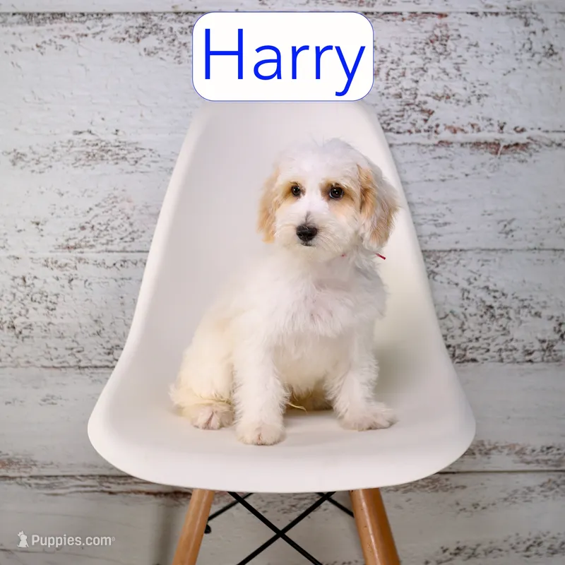 Harry – Miniature Goldendoodle puppy for sale in Calhoun, GA