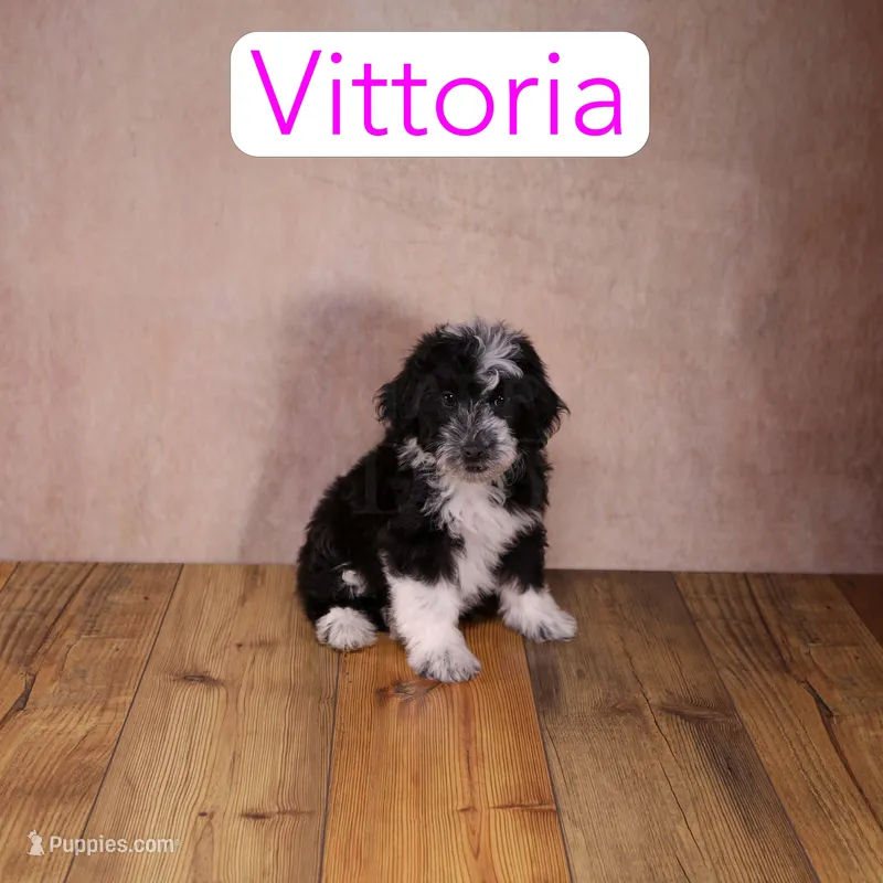 Vittoria