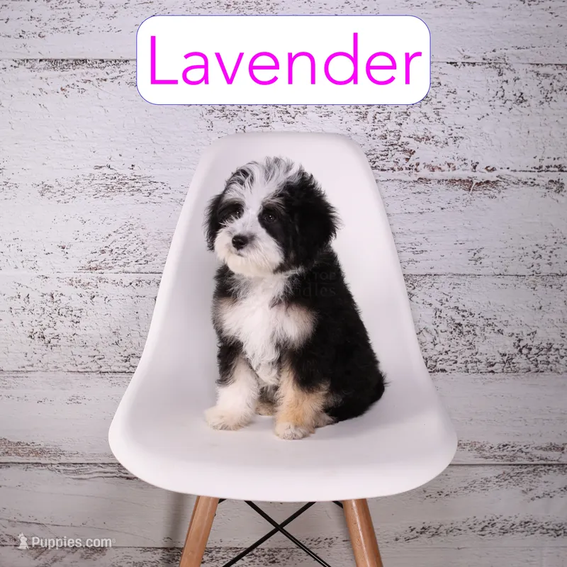 Lavender – Miniature Bernedoodle, Miniature Aussiedoodle puppy for sale in Calhoun, GA