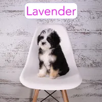 Lavender, a female Miniature Bernedoodle and Miniature Aussiedoodle for sale in Calhoun, GA – 1 of 2