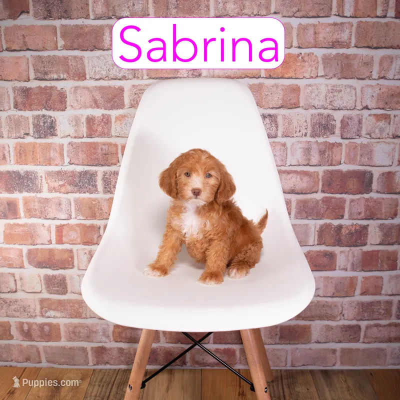 Sabrina  – Miniature Goldendoodle puppy for sale in Calhoun, GA