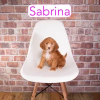 Sabrina , a female Miniature Goldendoodle for sale in Calhoun, GA – 1 of 2