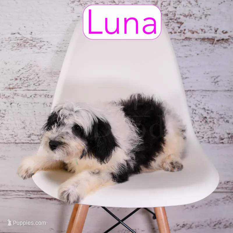 Luna – Miniature Bernedoodle, Miniature Aussiedoodle puppy for sale in Calhoun, GA