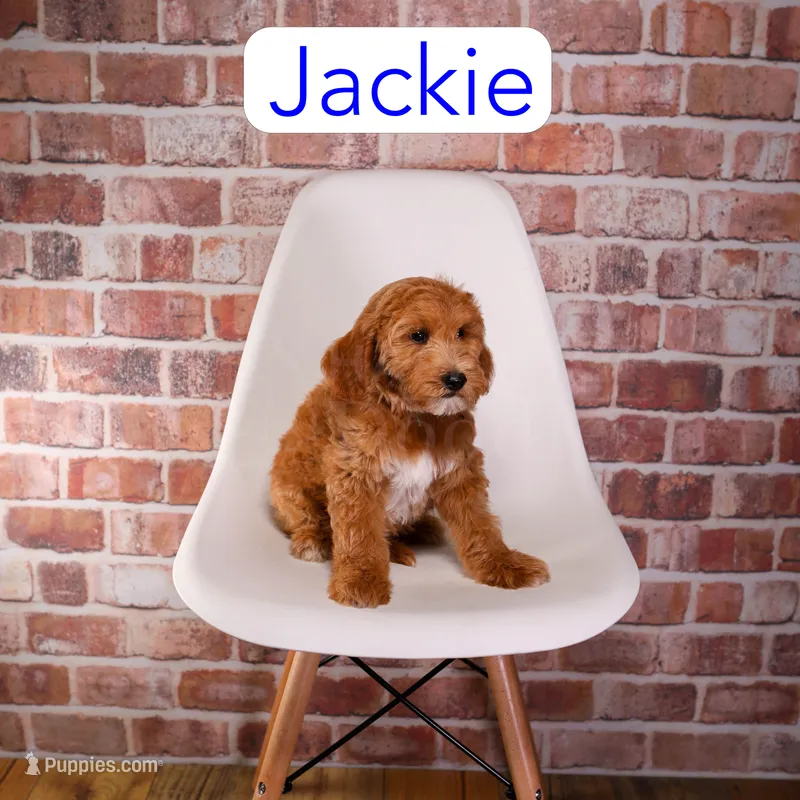 Jackie – Miniature Goldendoodle puppy for sale in Calhoun, GA
