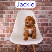 Jackie, a male Miniature Goldendoodle for sale in Calhoun, GA – 2 of 2