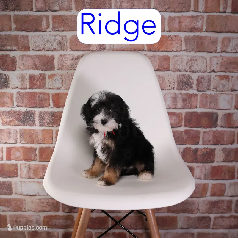 Ridge – Miniature Bernedoodle, Miniature Aussiedoodle puppy for sale in Calhoun, GA