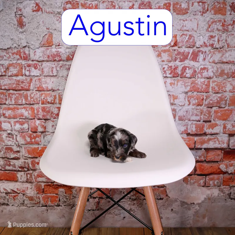 Augustin – Miniature Aussiedoodle puppy for sale in Calhoun, GA