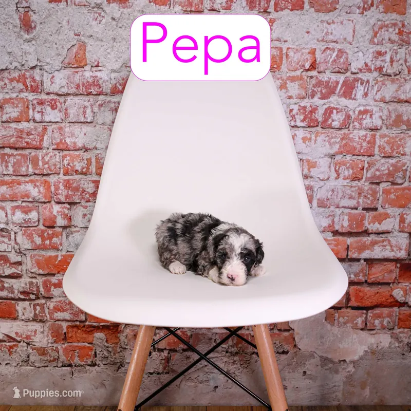 Pepa – Miniature Aussiedoodle puppy for sale in Calhoun, GA