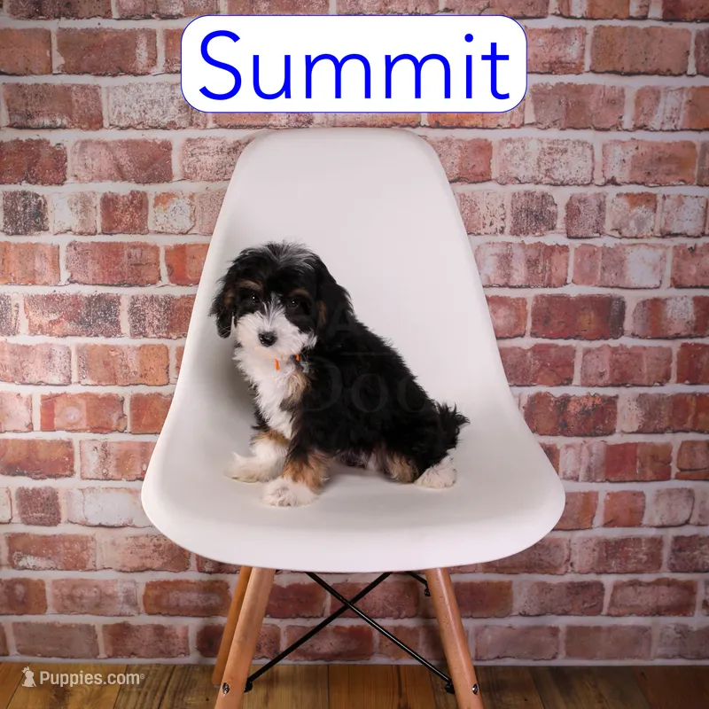 Summit – Miniature Bernedoodle, Miniature Aussiedoodle puppy for sale in Calhoun, GA