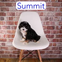 Summit, a male Miniature Bernedoodle and Miniature Aussiedoodle for sale in Calhoun, GA – 1 of 2