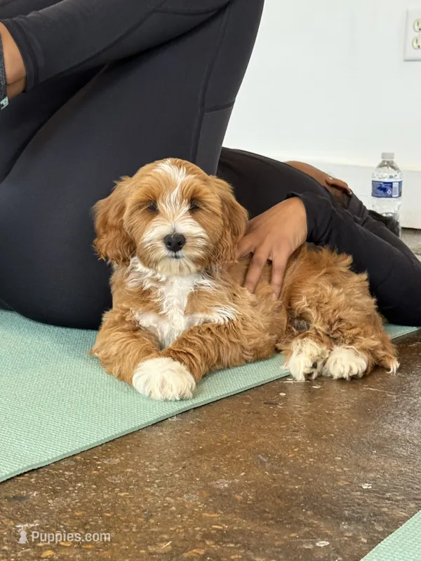 Finn – Miniature Goldendoodle puppy for sale in Calhoun, GA