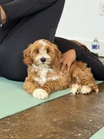 Finn, a male Miniature Goldendoodle for sale in Calhoun, GA – 1 of 4