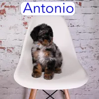 Antonio, a male Miniature Aussiedoodle for sale in Calhoun, GA – 1 of 3
