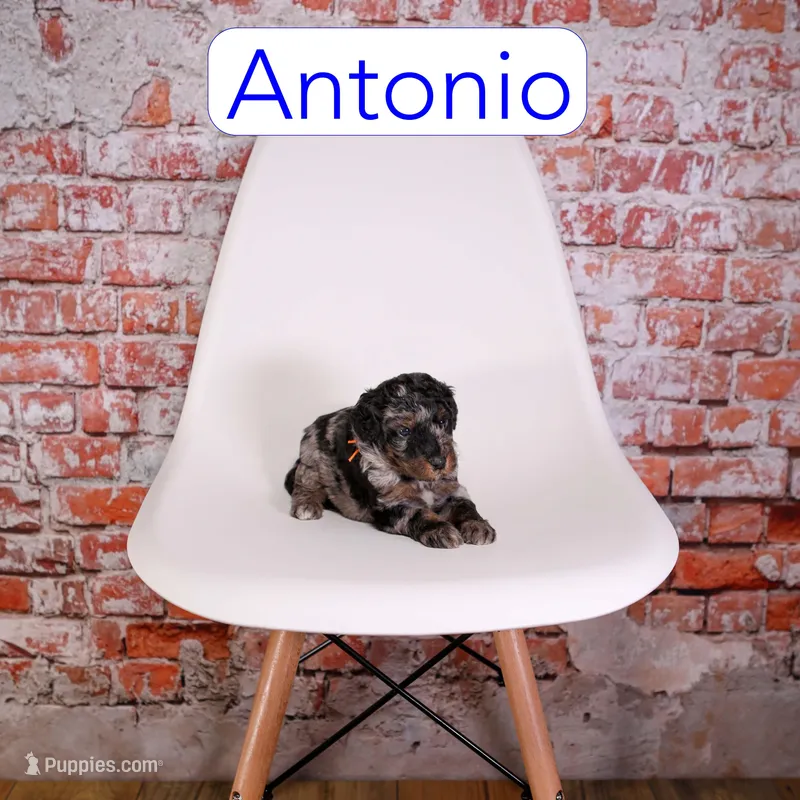 Antonio – Miniature Aussiedoodle puppy for sale in Calhoun, GA