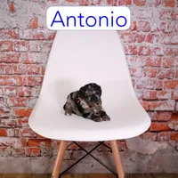 Antonio, a male Miniature Aussiedoodle for sale in Calhoun, GA – 2 of 3