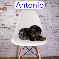 Antonio, a male Miniature Aussiedoodle for sale in Calhoun, GA – 3 of 3