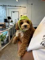 Alfie , a male Cavapoo for sale in Calhoun, GA – 2 of 5