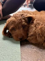 Posey, a female Cavapoo for sale in Calhoun, GA – 8 of 8