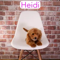 Heidi, a female Miniature Goldendoodle for sale in Calhoun, GA – 2 of 2
