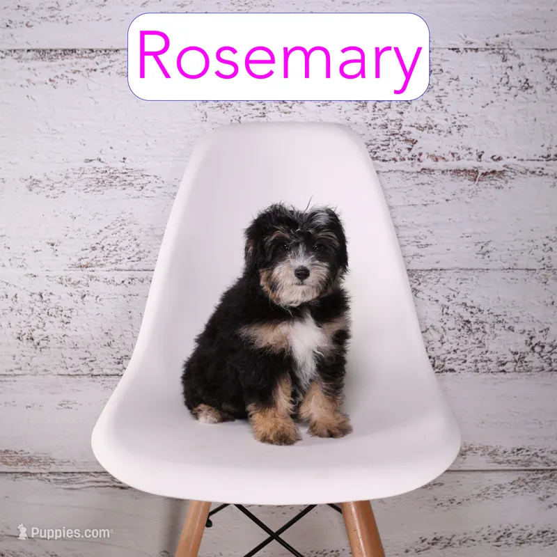 Rosemary – Miniature Bernedoodle, Miniature Aussiedoodle puppy for sale in Calhoun, GA