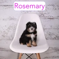 Rosemary, a female Miniature Bernedoodle and Miniature Aussiedoodle for sale in Calhoun, GA – 1 of 2
